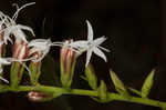 Fewflower blazing star